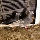 حمام قطايف