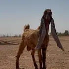 القصيم الرس طريق القرين