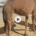 حاشي بري جاي من الذود