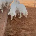 تم البيع العدد 7 فيها 5 رخال وخروفين حلال فاخر