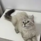 بلال بن رباح