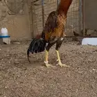 شامو الماني دم هزاز