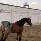 مهر عربي حفيد مروان الشقب وفي دمه ابطال للبيع