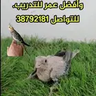كوكتيل غر تايقر  صحه ونشاط وأفضل عمر للتدريب