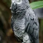 ابغى فرخ للتبني كاسكو او مكاو او كوكتيل او روز او دره