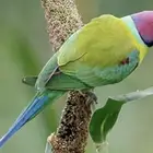 زوج دره بالم هيد منتج