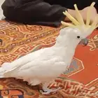 طير