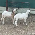 بهم حريات ونجد للبيع