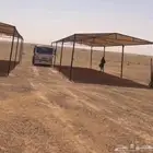مضلات الإبل و أغنام شكل هرمي