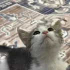 قطاو للتبني