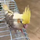 مطلوب فرخ كروان مثل هذا ألوان الطير بالضبط ويكون أنثى