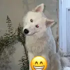 كلب هاسكي جامبو لونج هير ذكر للبيع