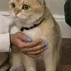 Cat for mating for sale