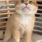 ذكر برتش للتزاوج