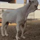 تيس سوري ابيض