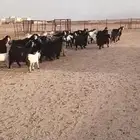 معزاء