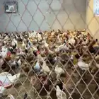 دجاج طيب بلدي للبيع بشاير كله للبيع جمله