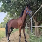 خيل