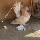 كرنقو