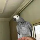 كاسكو متكلم اليف هدد