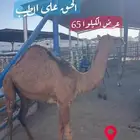 ملحمة ذبائح الحجاز- مخطط البدراني