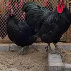 دجاج الاسترالوب _الاحساء