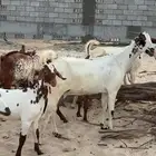 معزاء جنوبيه للبيع