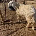 خروف فحل حري