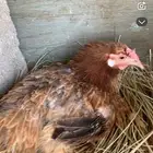 دجاجه محضنه للبيع