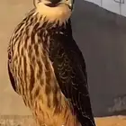 مطلوب باشق