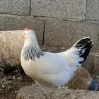 دجاج فرنسي كولمبي