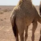 قعود للبيع