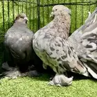 رقاص امريكي الموند منتج