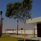 اشجار ضل كبيره