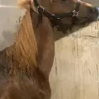 مهر شعبي