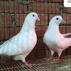 زغاليل حمام فرنسي