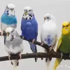 اللي عنده طيور ومايقدر يهتم فيهم لوجه الله يتواصل معايه