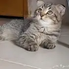 قطط كيتن سكوتش فولد وستريت ششورت هير انتااج بطل تبارك الله