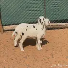 بهم حري للبيع