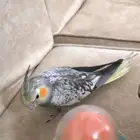 طير كروان مفقود