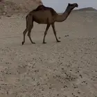 مجهم للقحه