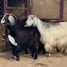 5من المعزااا صنف الصنف