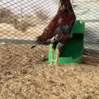 زوج باكستاني