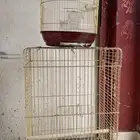 قفص