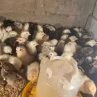 صوص بلدي وفيومي من 2. وبط من 5