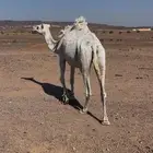 ناقه وضحى مبيوعه بنتها ناقه سن تلقح بربعها اناقه طيبه