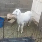 خروف جذع كفو