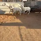 تم البيع
