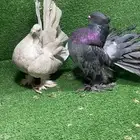 رقاص امريكي