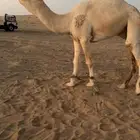 للبيع قعود